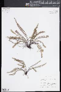 Asplenium trichomanes subsp. quadrivalens image