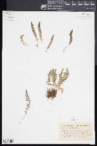 Asplenium viride image