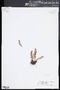 Woodsia alpina image