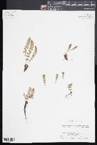 Woodsia glabella image
