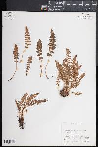 Woodsia ilvensis image