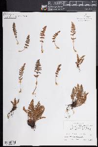 Woodsia ilvensis image