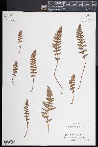 Woodsia ilvensis image