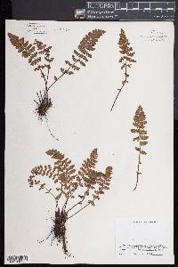 Woodsia ilvensis image