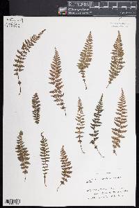 Woodsia manchuriensis image