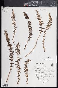 Woodsia mollis image