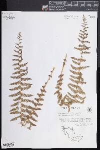 Woodsia mollis image