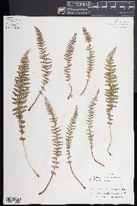 Woodsia montevidensis image