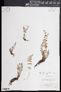 Woodsia oregana image