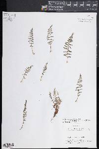 Woodsia oregana image