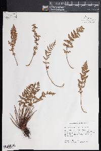 Woodsia scopulina image