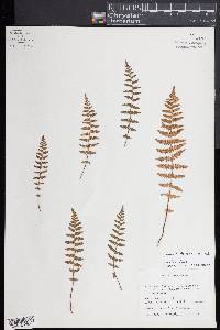 Woodsia appalachiana image