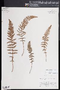 Woodsia appalachiana image