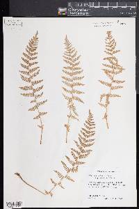 Woodsia scopulina subsp. laurentiana image