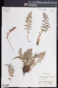 Woodsia scopulina subsp. scopulina image