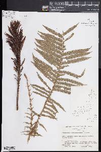 Matteuccia struthiopteris subsp. struthiopteris image