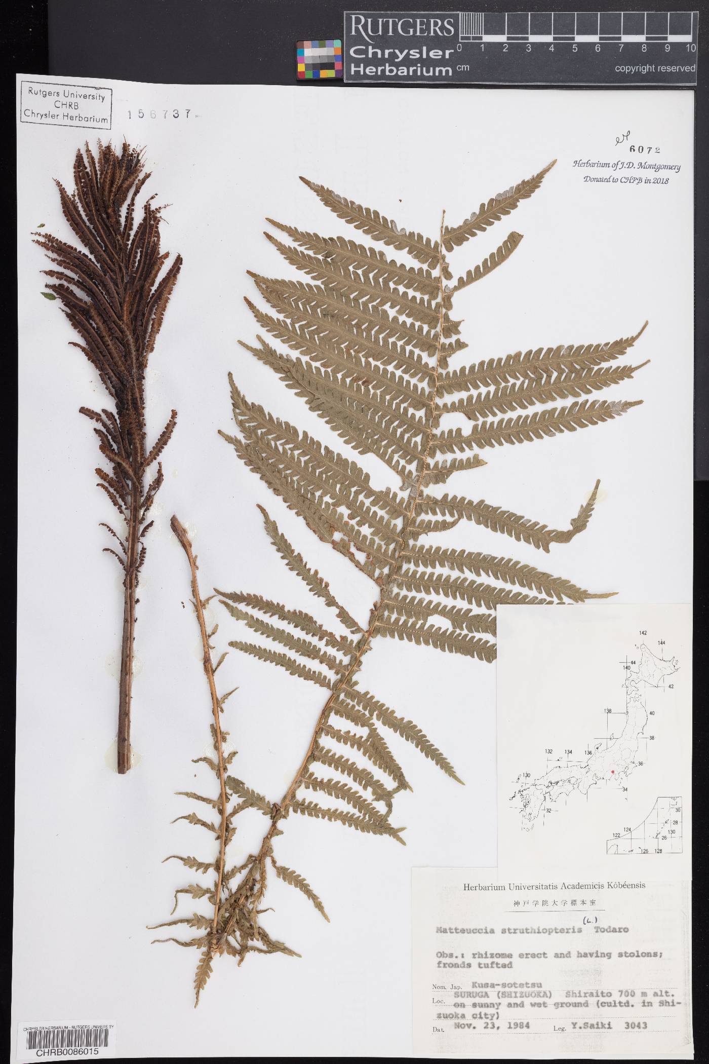 Matteuccia struthiopteris subsp. struthiopteris image