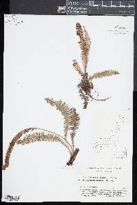 Struthiopteris amabilis image