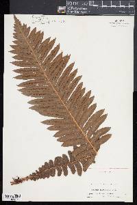 Blechnum brasiliense image