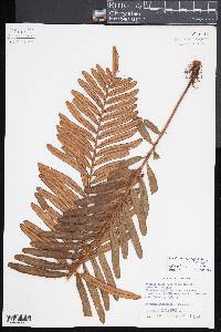 Blechnum auratum image