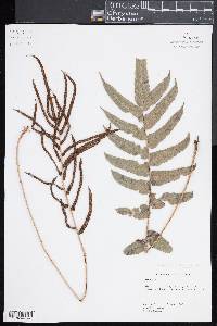 Blechnum capense image