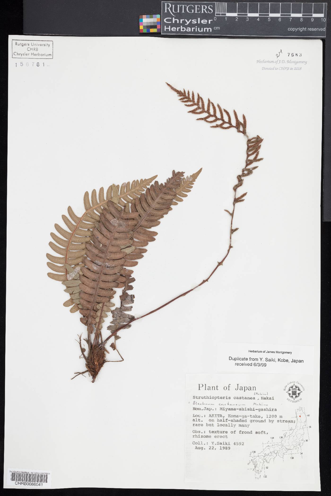 Blechnum castaneum image