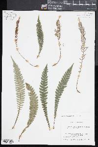 Blechnum chambersii image