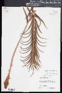 Blechnum cordatum image