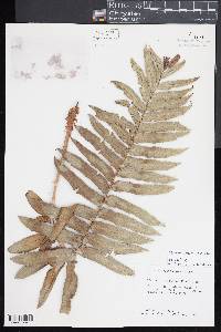 Blechnum cordatum image