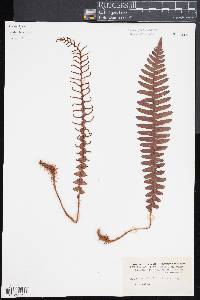 Blechnum discolor image