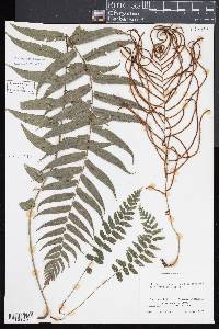 Blechnum filiforme image