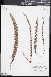 Blechnum fluviatile image