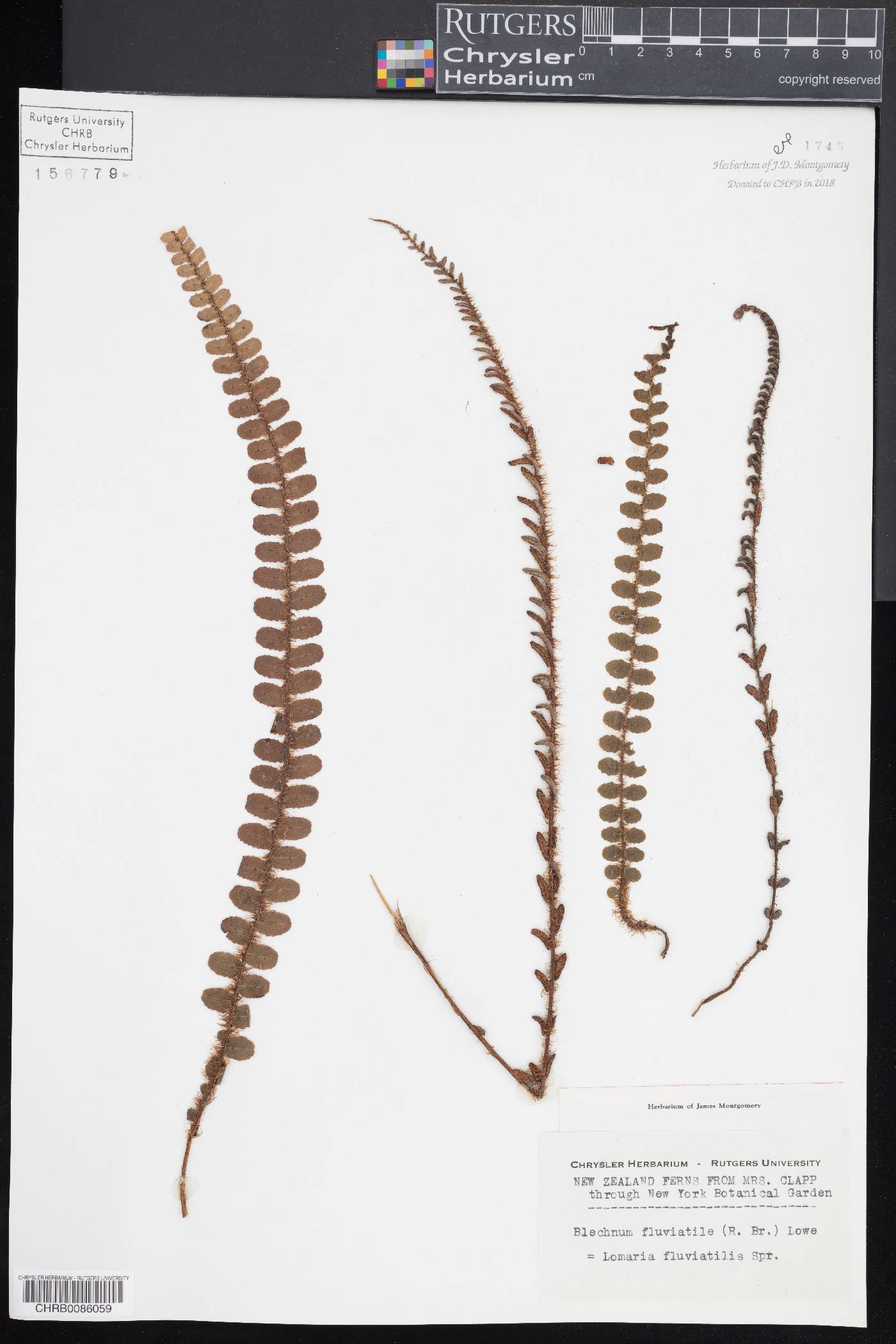 Blechnum fluviatile image