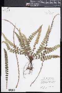 Blechnum fluviatile image