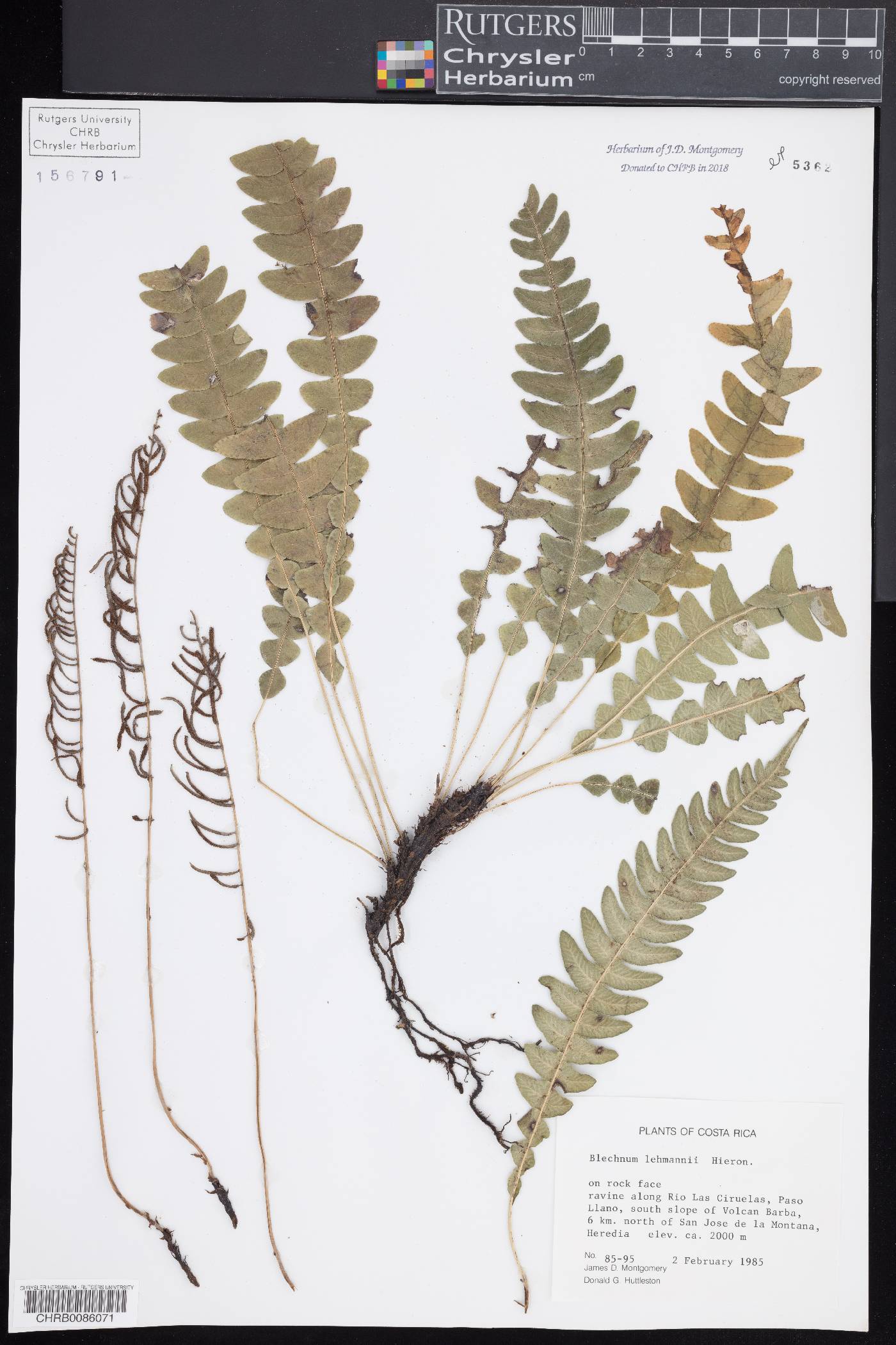 Austroblechnum lehmannii image