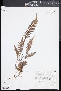 Blechnum melanopus image