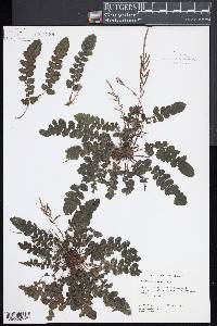 Blechnum nigrum image