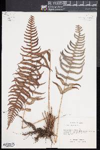 Blechnum occidentale image