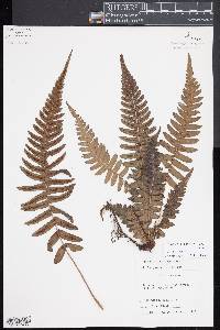 Blechnum appendiculatum image