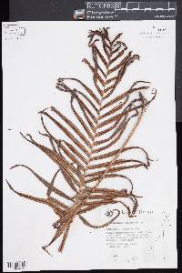 Blechnum orientale image