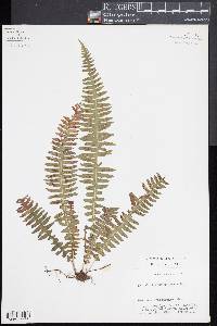 Blechnum polypodioides image