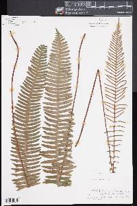 Blechnum spicant image