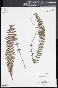 Blechnum medium image