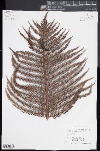 Sadleria cyatheoides image