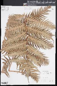 Woodwardia radicans image