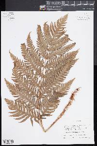 Woodwardia spinulosa image