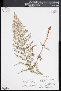 Athyrium americanum image