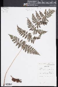 Athyrium ammifolium image