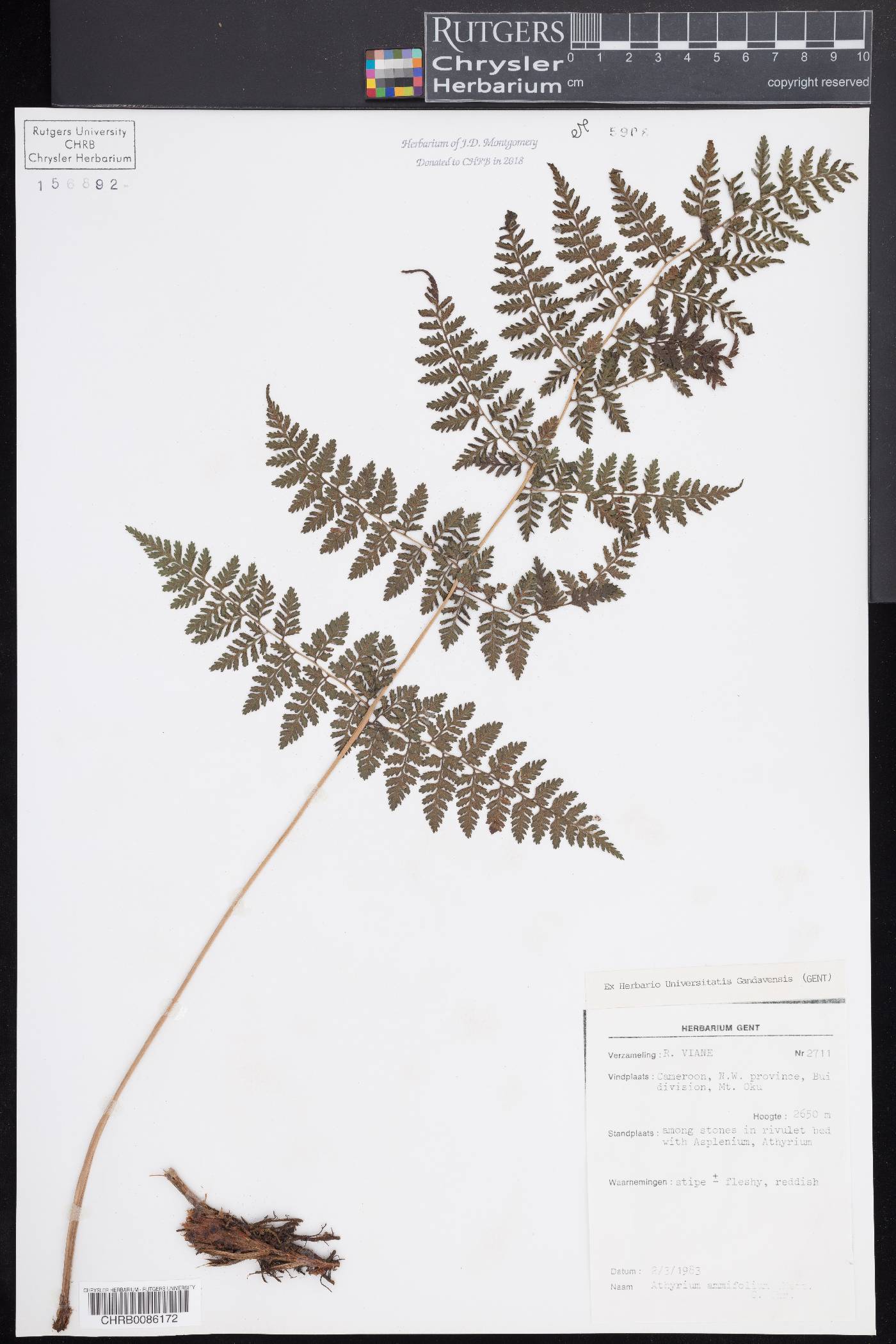 Athyrium ammifolium image