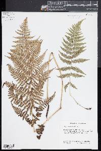 Athyrium arcuatum image